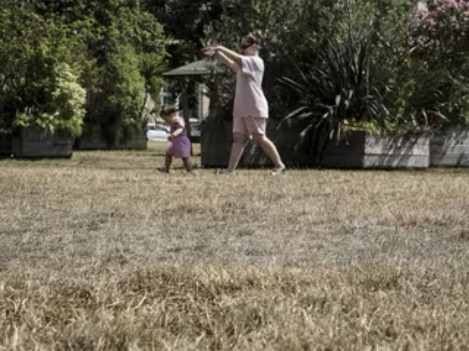 Source-supplied image for: Jardin jauni pendant l’été : comment et quand relancer sa pelouse après les fortes chaleurs ? On vous répond